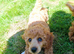 Male poddle for sale