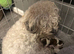 Beautiful Malshie puppies