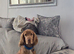Show cocker spaniel