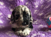 Exquisite cockapoo puppies from Health tested parents