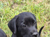 Cocker Spaniel x Collie Puppies