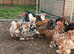Porcelain Brahma hatching eggs