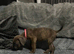 2 Gorgeous Cane Corso left 1boy 1 girl
