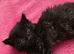 Ragdoll x domestic, 1 Girl available.