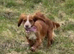KC registered Adult Cocker spaniel