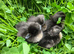Cayuga ducklings