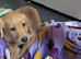Labrador