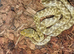 Cb2026 Magagascan cat eyed snakes