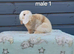 Stunning purebred mini lop rabbits