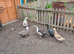Mix breed ducks