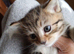 3 kitten tiger