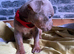 Old English bulldog x American bulldog