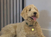 Gorgeous Goldendoodle for rehome