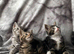 Beautiful kittens looking for their forever home