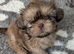 Beautiful karashishi imperial puppies