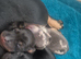 4 girls miniature dachshunds