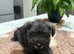 Beautiful Schnauzer pups