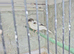 Wanted Stafford canaries.