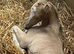 Stunning Filly Foal Warmblood x Cob Mature 16hh+ available at weaning