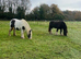 Gorgeous Heavy weight cob