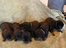 Outstanding litter of Rottweiler puppies