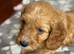 Adorable F1 Cockapoo Puppies 4 Boys & 2 Girls Available