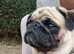 Pug looking for a loving new home