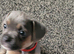 Frenchie cross Jack Russell pups for sale