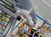 ** RESERVED** Gorgeous blue quaker