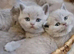 ready to leave GCCF Lilac kittens