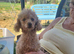 Red toy poodle pups