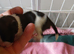 Beautiful shihzu pups