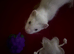 Male ferret kit