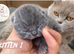 Beautiful Litter of Blue BSH Kittens