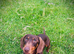 Beautiful chocolate and tan dachshund boy