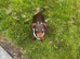 Mini Dachshund Male