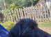 Miniature dachshund