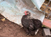 Pekin Bantams