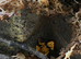 Variety of dart frogs different colours