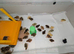 Coturnix quail chicks