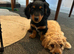 8 cavapoo & 5 dash hound x Doxiepoo puppies available now