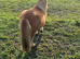 Super Tiny 7hh Mini Shetland Gelding For Sale
