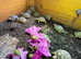 Baby Marginated Tortoise Hatchlings