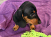 Standard Smooth black tan Dachshunds