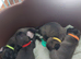 Puppy's