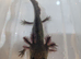 Axolotl jeuveniles