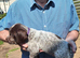 GWPointer x ESpringer Spaniel pups