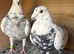 Tiger grizzle racing pigeons