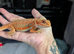Baby bearded dragons now reduced to get good homes