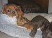 Queenie kennel club female